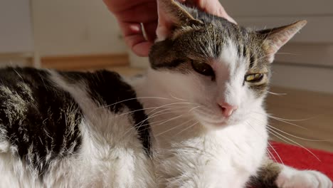 Männchen-Verwöhnt-Seine-Katze-Mit-Der-Hand