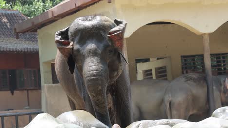 baby elephant at the zoo