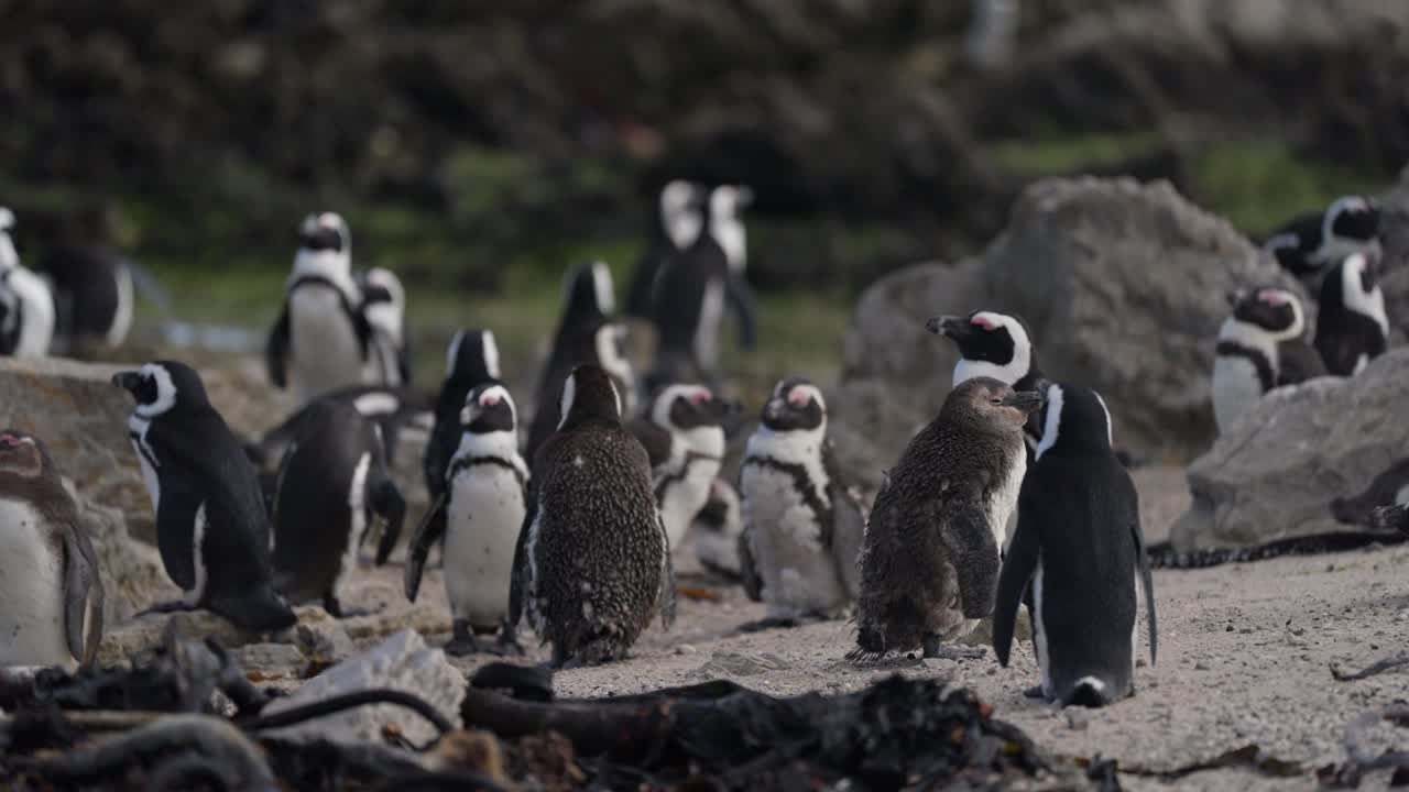 Flock of African penguins congregating on a sandy beach with rocks and vegetation at Betty’s Bay, South Africa