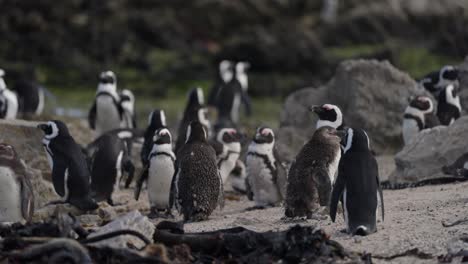 flock of african penguins congregating on a sandy beach with rocks and vegetation at betty’s bay, south africa