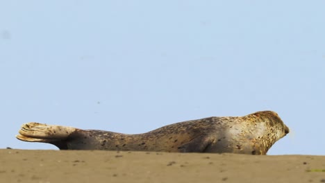 Seal,-Cute-sea-lion-relaxing-on-sands-of-beach-at-shore