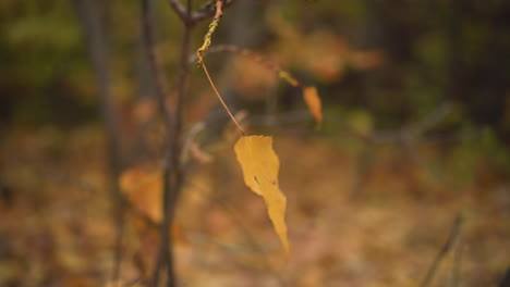 autumn leaf hanging gently swaying in the wind with blurry background featuring dry foliage, trees, and patches of greenery, evoking peaceful atmosphere of fall season transition