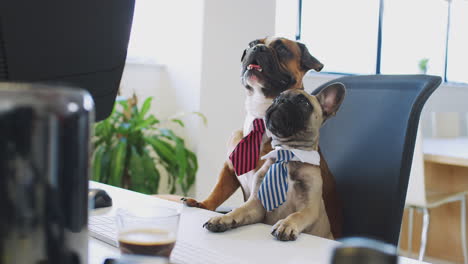 french bulldog and bulldog puppy dressed as businessmen sitting at desk looking at computer