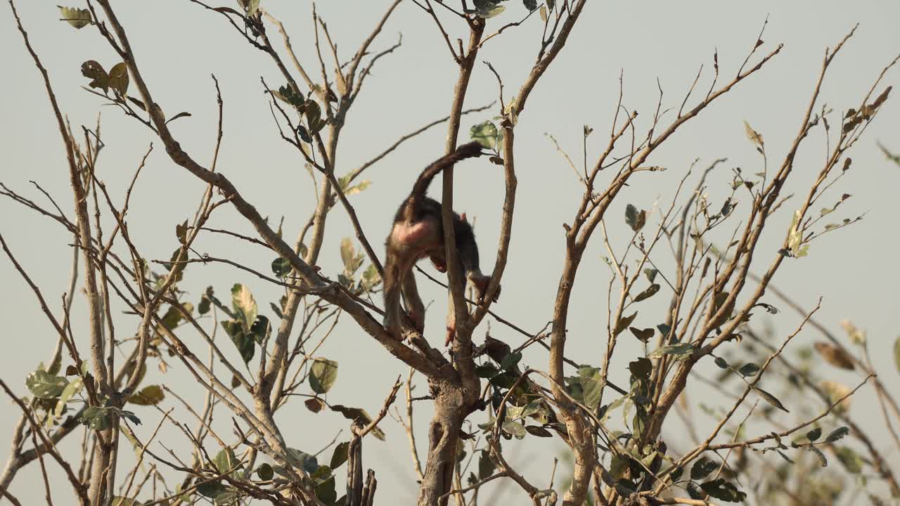 pequeño bebé babuino balanceándose en ramas delgadas en las copas de los árboles, khwai botswana