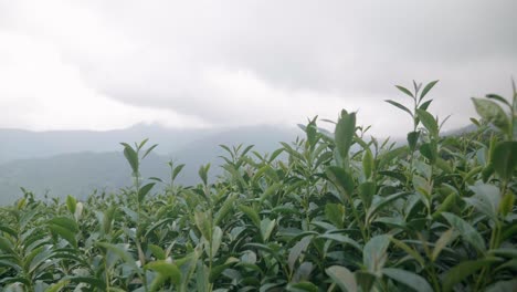 Hojas-De-Té-Verde-Fresco-En-El-Acantilado