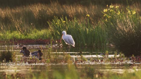 Wide-static-shot-of-an-Eurasian-Spoonbill-standing,-stretching-and-cleaning-itself-while-standing-in-shallow-water-near-some-ducks-and-geese