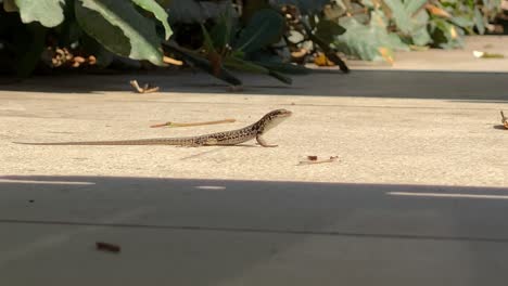 a lizard is basking in the sun on a stone tile by a green bush