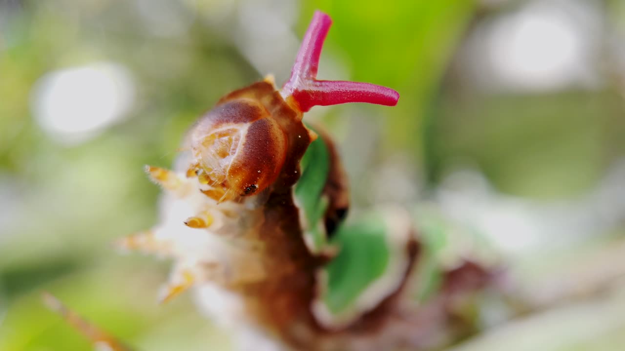 osmeterium muestra un primer plano, papilo aegeus caterpillar estadio