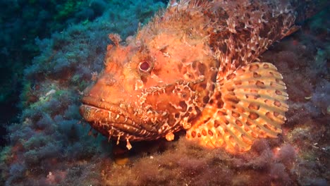 big scale scorpionfish lying on coral reef in the mediterranean