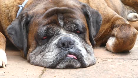 closeup of german boxer dog head