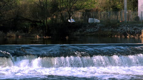 seagull flying over a waterfall