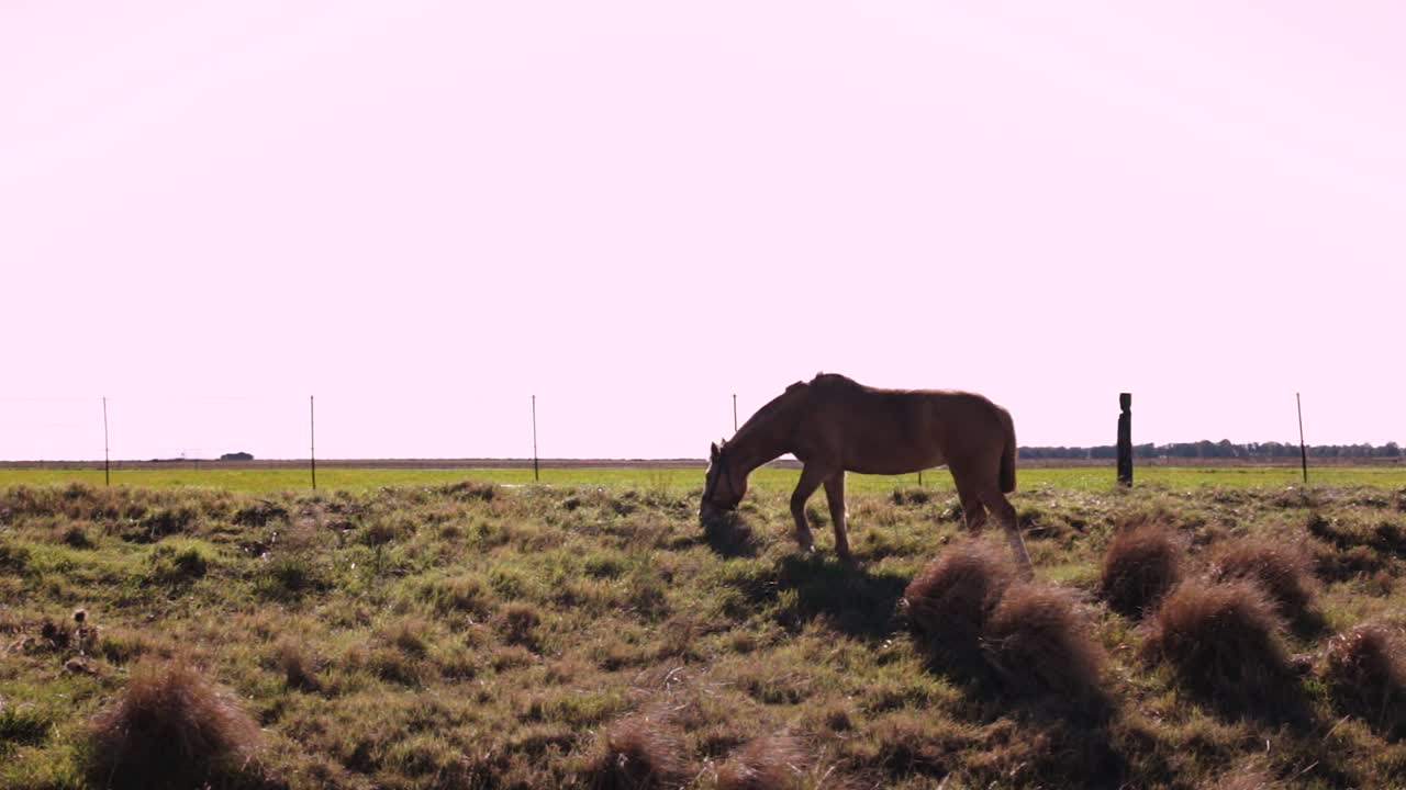 caballo marrón comiendo hierba en el borde de un campo agrícola con un cielo azul claro y limpio