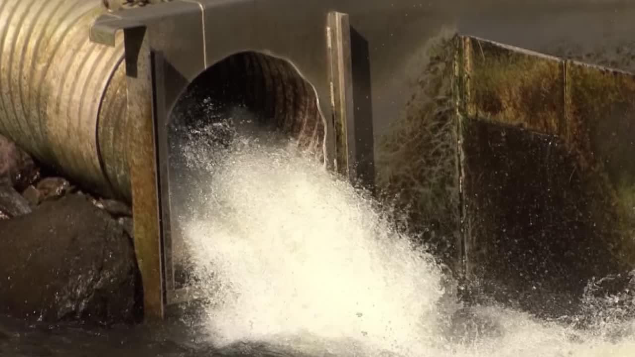 Salmon jumping out of the water. Ketchikan, Alaska