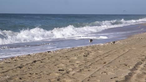 Un-Playero-Y-Un-Chorlito-Recogen-A-Través-De-La-Línea-De-Naufragio-En-Busca-De-Comida,-Punto-Rocoso,-Puerto-Peñasco,-Golfo-De-California,-México