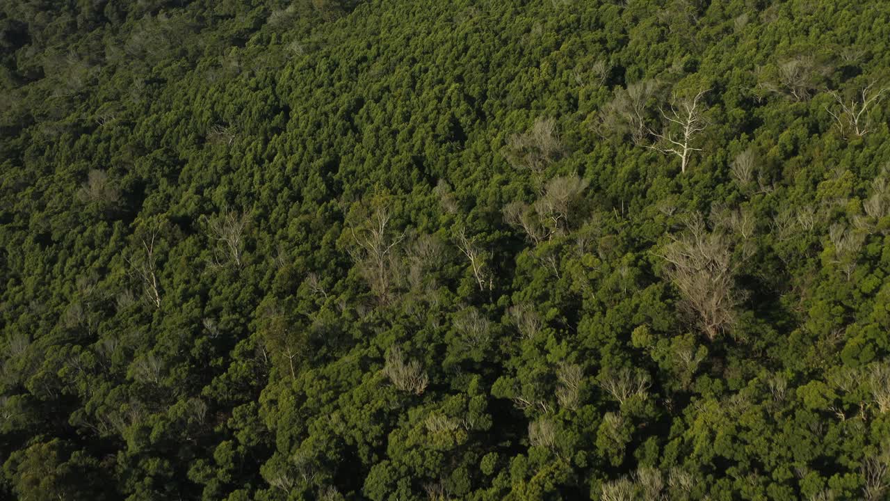 ladera verde y exuberante de la montaña en la isla de madeira, día soleado, antena