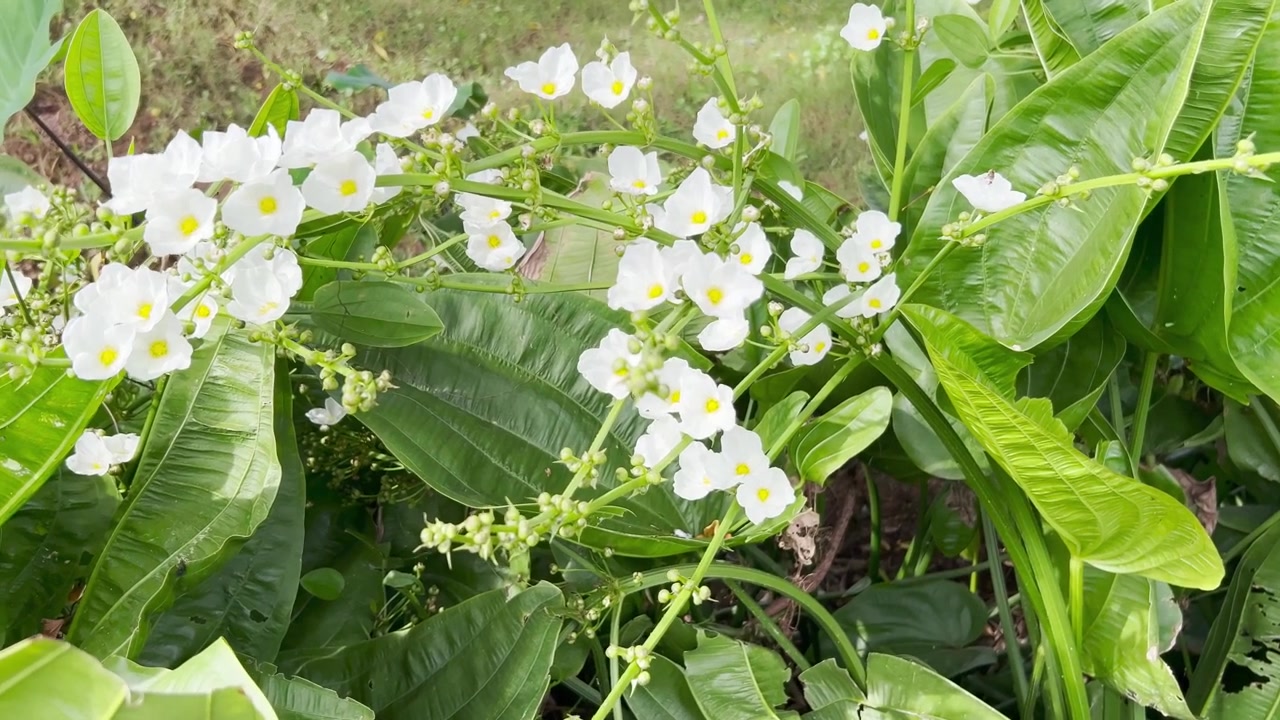 Fiori bianchi a punta di freccia in piena fioritura in un giardino lussureggiante