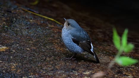 this female plumbeous redstart is not as colourful as the male but sure it is so fluffy as a ball of a cute bird