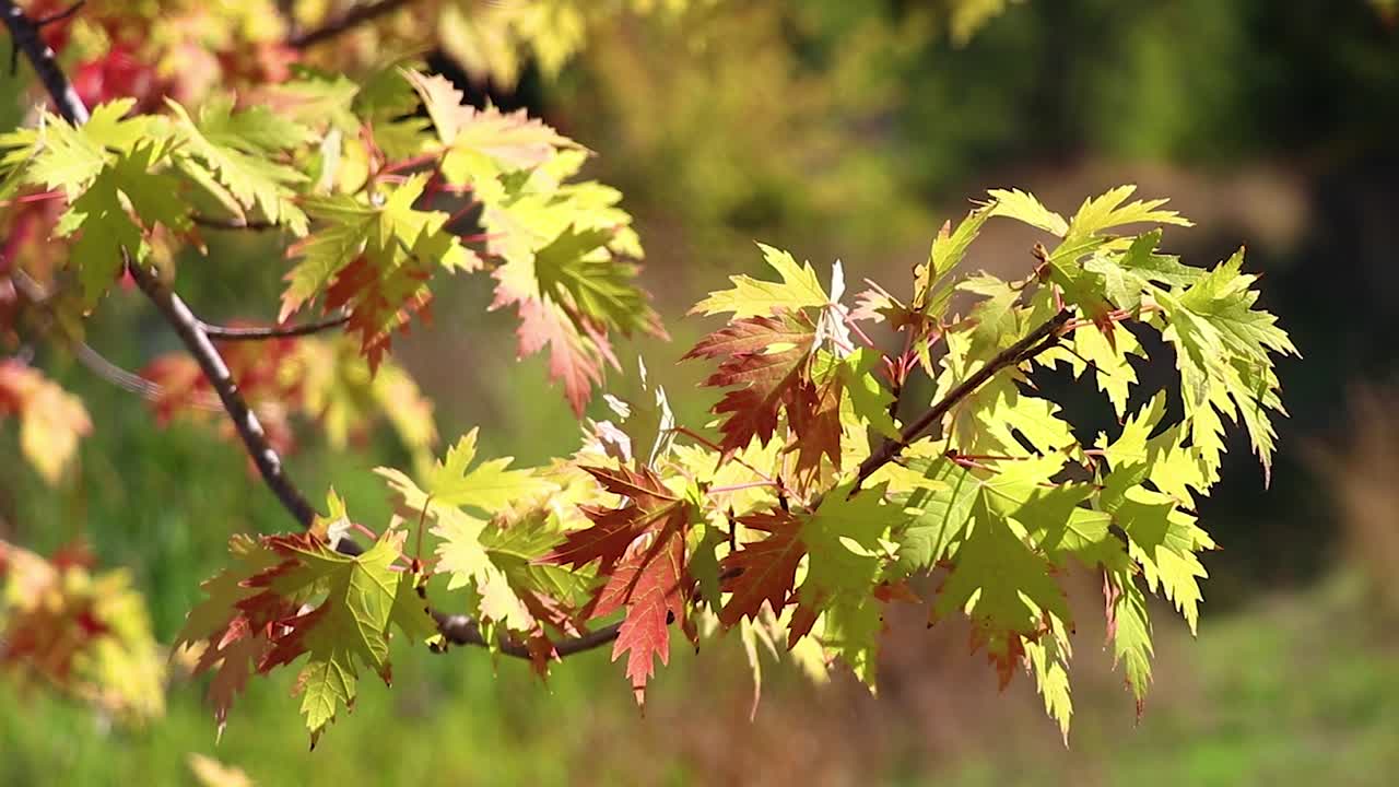 Red And Orange Fall Leaves Blowing In The Wind 20 Second Video