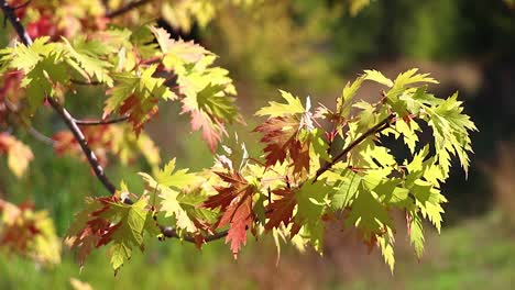 red and orange fall leaves blowing in the wind 20 second video
