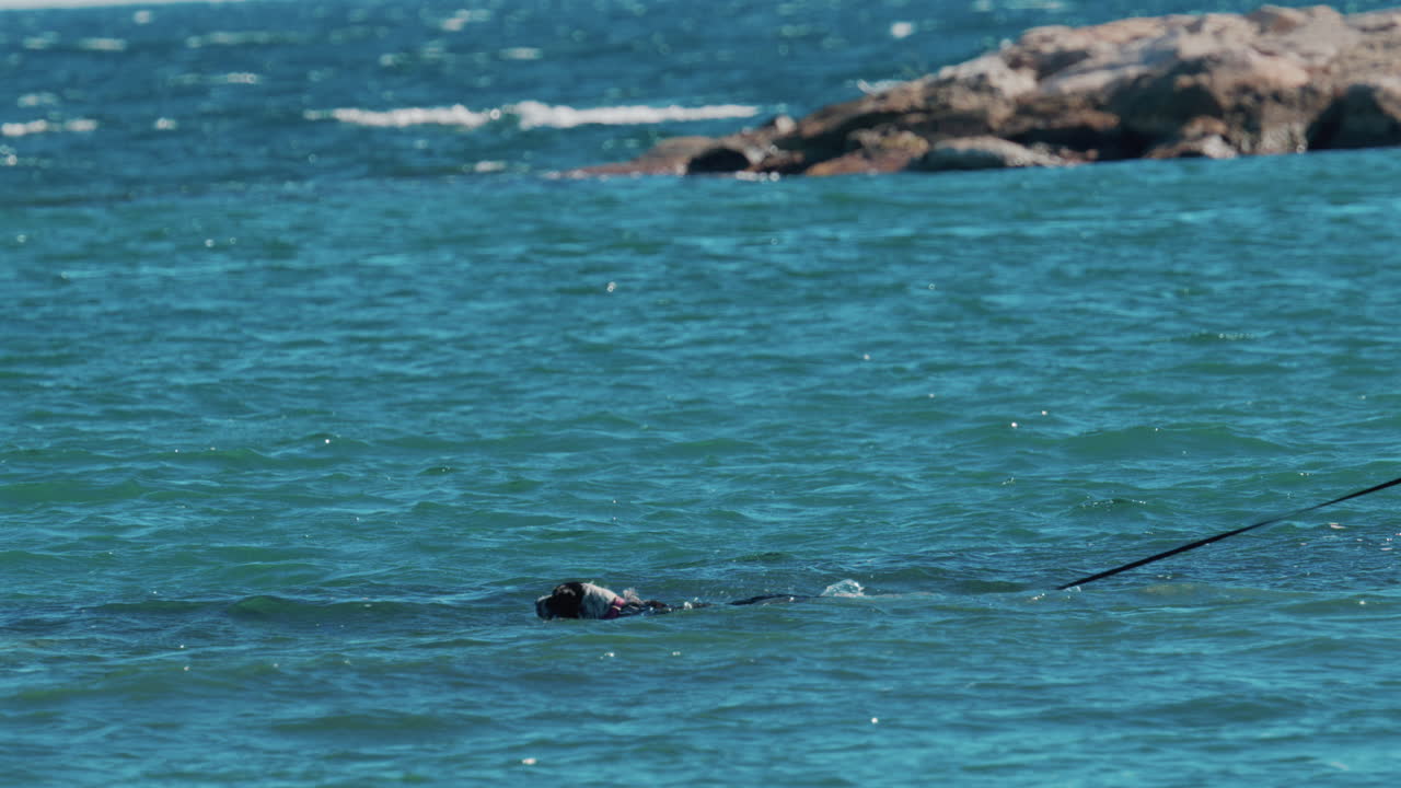 A wet dog climbs onto the rocks from the turquoise sea in Cannes, France