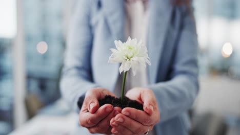 hands holding a flower in soil