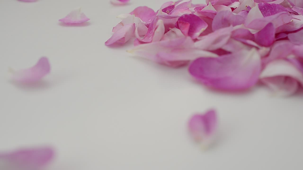 Rosa-chá em fundo branco. Fotografia em movimento.