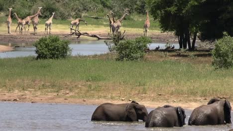 african elephants playfully bathe in cooling river water, wildlife safari