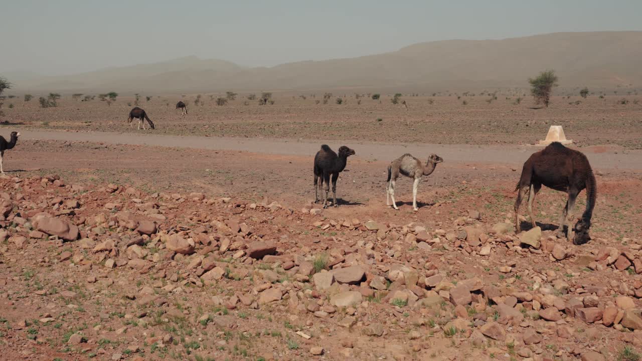 camellos salvajes en un paisaje cálido y rocoso seco en marruecos