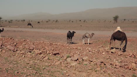 camellos salvajes en un paisaje cálido y rocoso seco en marruecos