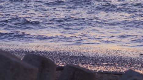 Calm-sea-with-algae-at-sunset,-scenic-red-reflections,-medium-shot