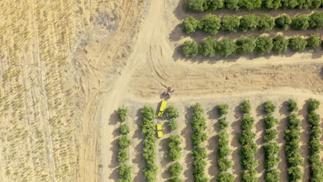 listos para su gran debut en el mercado de agricultores