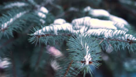 snowy pine tree branches