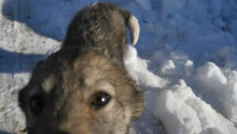 puppy in the snow