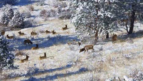 herd of cow elk resting and foraging along a snowy hillside in the rocky mountains of colorado