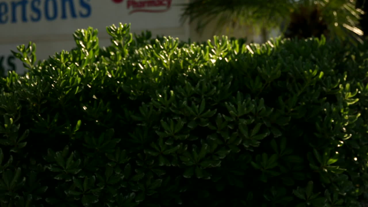 cobertura verde en el aparcamiento con pan a la derecha para revelar la farola