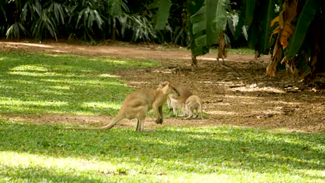 Wallabie-Comiendo-Hierba-Canguro-Comiendo-Hierba-Familia-Wallabie,-Familia-Canguro