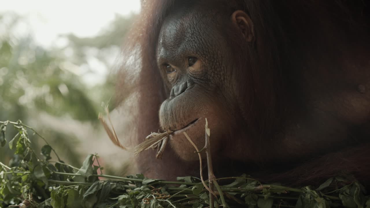 오랑우탄 은 나무 둥지 에서 음식 을 가지고 놀고 있는 동안 카메라 에 얼굴 을 대고 앞으로 기울인다