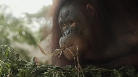 Orangutan-leans-forward-with-face-in-camera-while-playing-with-food-in-tree-nest