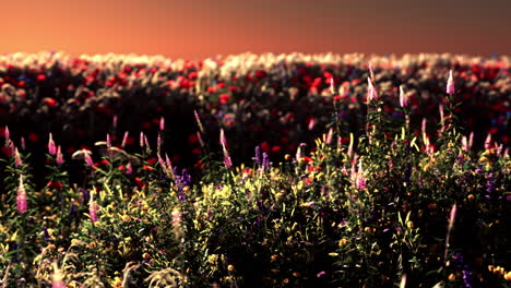 campo con flores durante el atardecer de verano