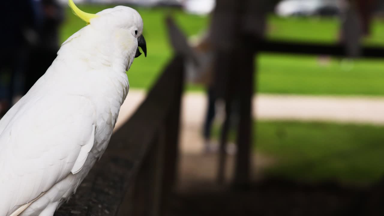 una cacatúa sentada en una valla, observando los alrededores