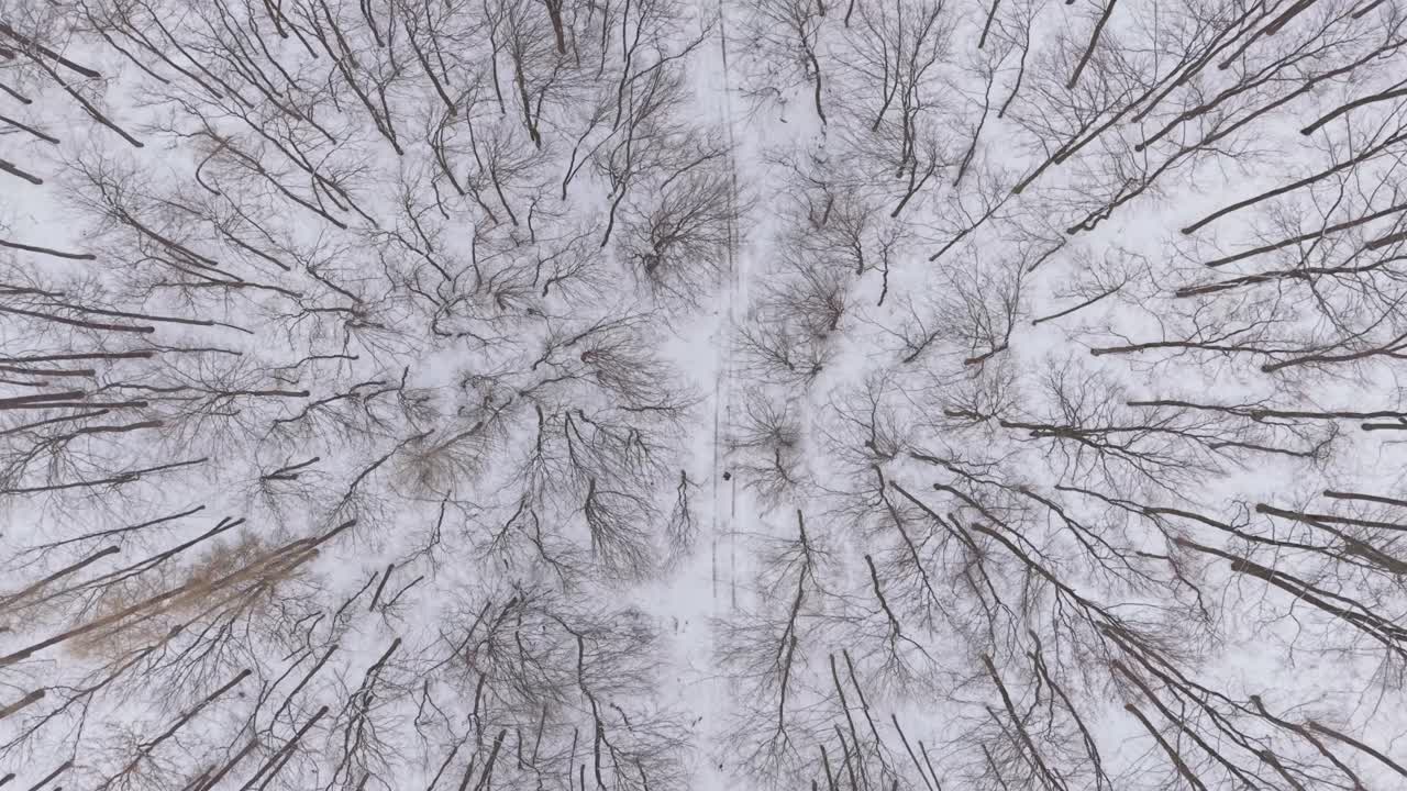 Vista aerea dall'alto di una foresta invernale con alberi spogli circondati da neve fresca. Un sentiero stretto attraversa il paesaggio, creando una composizione naturale calma e minimal.