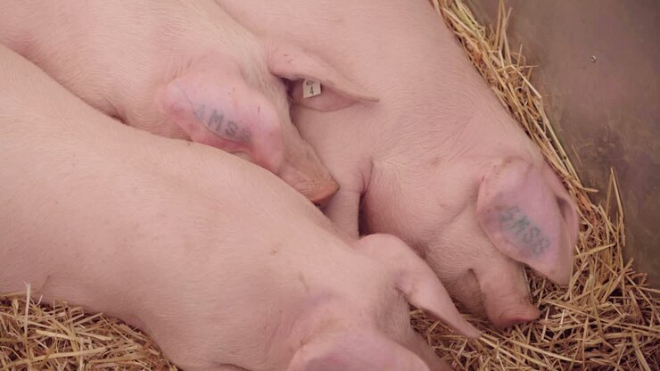 Maiali Yorkshire sani che riposano in un ricovero con fieno durante una fiera agricola in Inghilterra, Regno Unito - Ripresa dall'alto