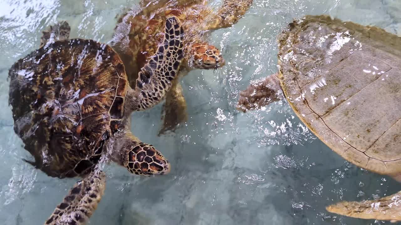 Mixed species of adult sea turtle at turtle conservation rehabilitation hatchery centre in Bali, Indonesia