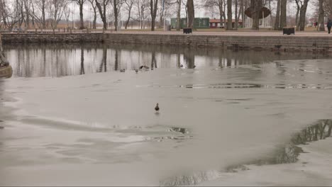 Eine-Ente-Läuft-über-Einen-Halb-Zugefrorenen-See-In-Vadstena,-Schweden