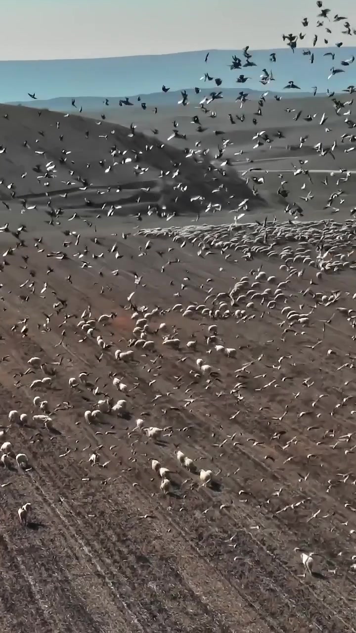 Sheep grazing in Georgia with birds flying overhead in the day