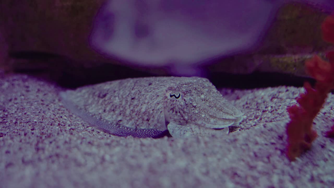 같은 색의 모래로 수중 위장한 물고기