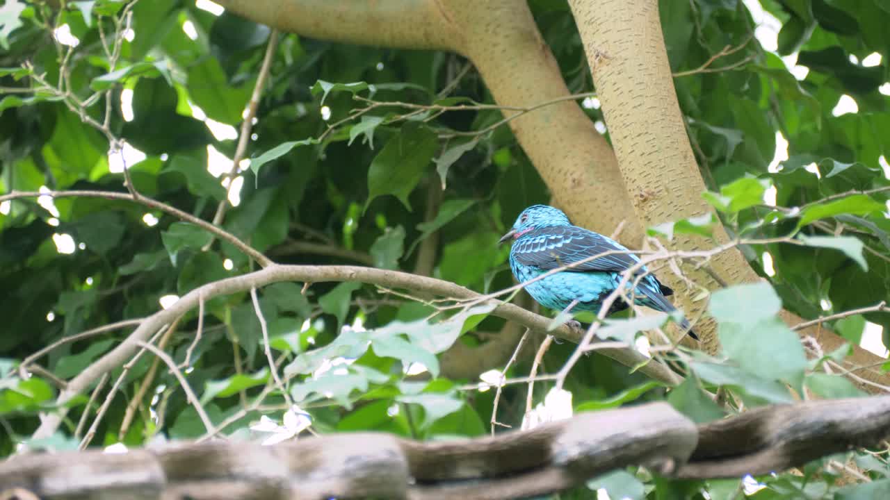 plano medio de la hermosa cotinga azul con lentejuelas macho