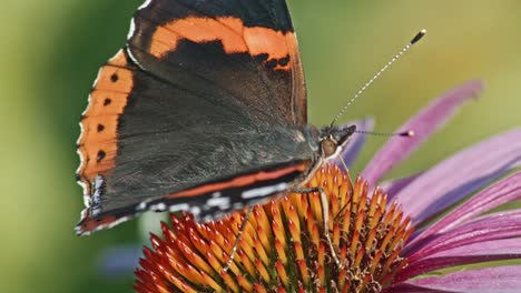 macro shot of red admiral butterfly sitting and collecting nectar from purple coneflower