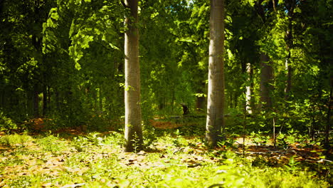 la última luz del día entrando en el viejo bosque justo después de la lluvia