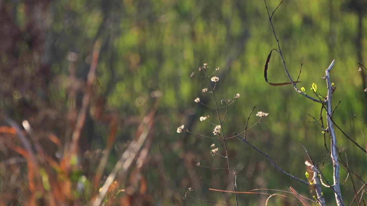 바람과 함께 노는 오후 따뜻한 태양 아래 잔디